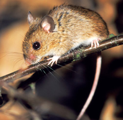 Mouse.