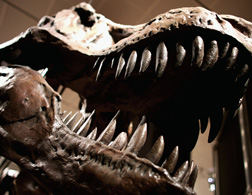 Dinosaur. Click image to expand.