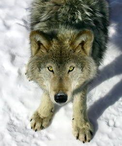 Gray wolf. Click image to expand.