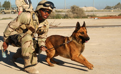 Navy dog goes through a training excercise. Click to expand image.