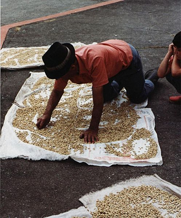 Colombian coffee farmer.