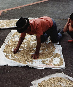 Coffee farmer. Click image to expand.
