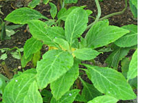 Salvia divinorum.