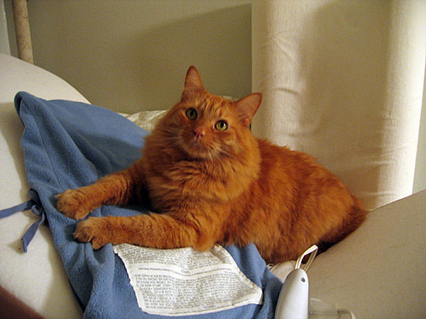 My ergonomic back wedge, memory-foam pillow, and heating pad (plus cat).