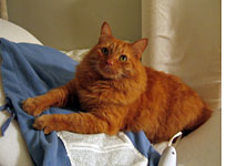 My ergonomic back wedge, memory-foam pillow, and heating pad (plus cat). Click image to expand.