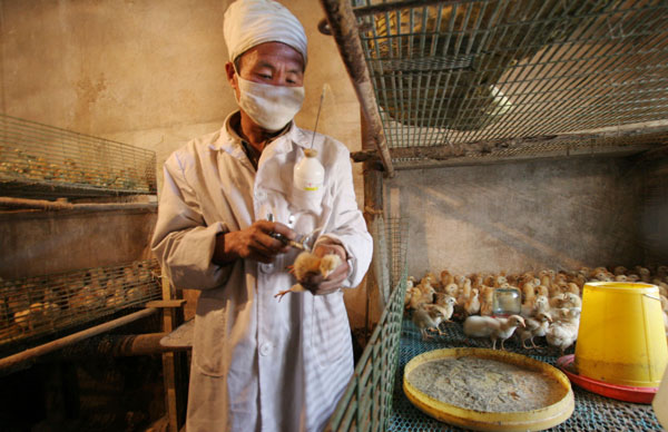 Inoculating chickens.