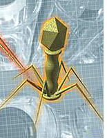 Image of a phage. Click here to expand.