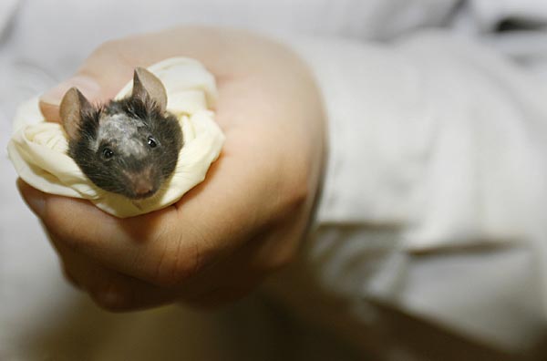 Test mouse.