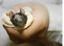 Test mouse. Click image to expand.
