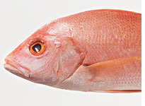 Red mullet.