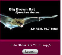 Click here to launch a slide show