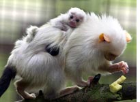 Marmoset baby clings to its father's back. Click image to expand.