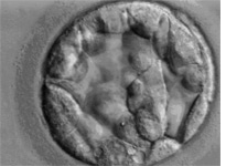 A blastocyst on day 5 after fertilization
Click image to expand.