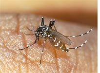The Aedes Albopictus mosquito