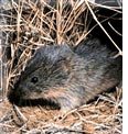 Prairie vole