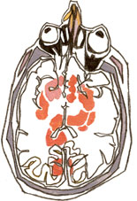 Illustration by Deanna Staffo. Click image to expand.