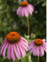 Echinacea purpurea