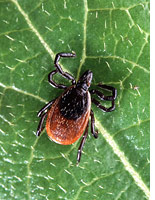 Adult deer tick.