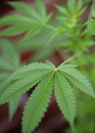 Marijuana.