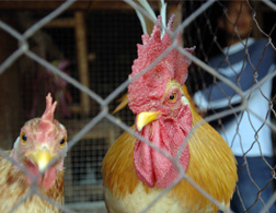 Should we still be worried about avian flu? Click to expand.