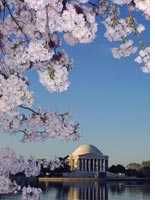 Cherry blossoms. Click on image to expand. 