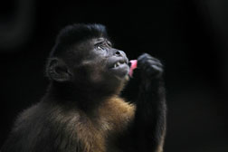 capuchin monkey. Click image to expand.