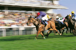 Horse race.