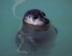 What's the best way to slay a seal?