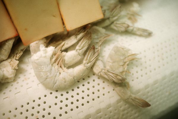 Not skimpy with scampi.