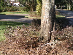 Tree hit by Tiger Woods' car. Click image to expand.