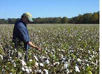 Tim Cahill in the cotton field, filled with the ennui blues
