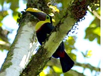 The chestnut-mandibled toucan, one of three varieties in the forest
