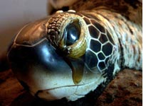 A tear falls from the eye of this model nesting green turtle