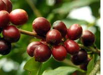 Back on the ranch, ripe red cherries ready for picking