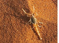 The sting in the Sahara