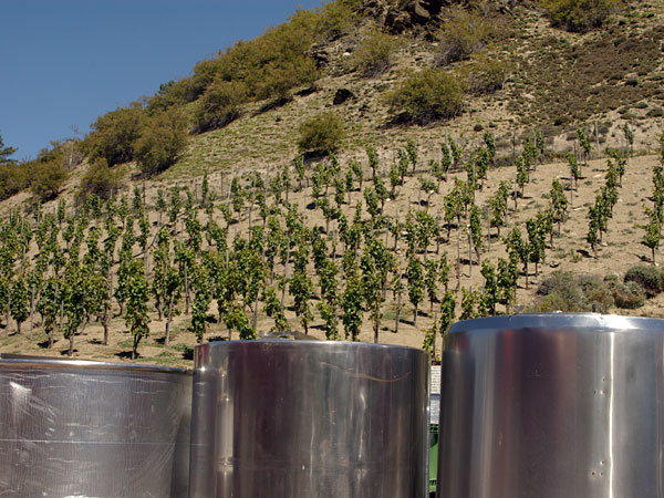 A vineyard near Queenstown on New Zealand's South Island.