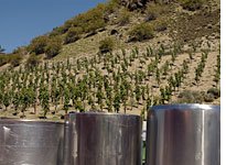 A vineyard near Queenstown on New Zealand's South Island. Click image to expand.