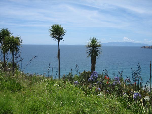 Seussoid plants on Waiheke Island.