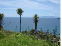 Seussoid plants on Waiheke Island. Click image to expand.