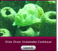 Click to view a slide show.