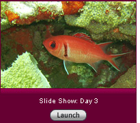 Click to view a slide show.