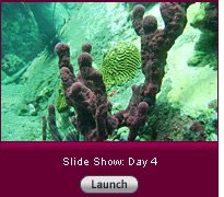 Click to view a slideshow.