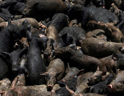 Pigs piled up in Cairo. Click image to expand.