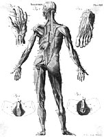 The muscles in us