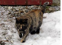 Mother on patrol
Click image to expand.