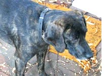 A 2-year-old Plott hound