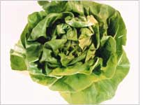 Lettuce