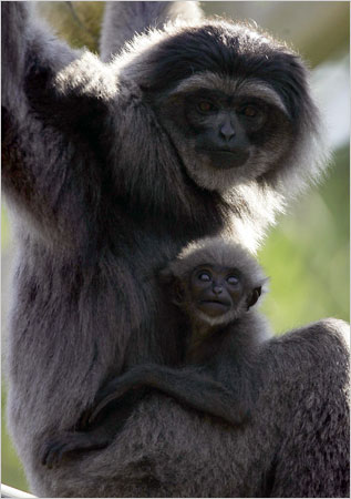 Silver gibbons. 