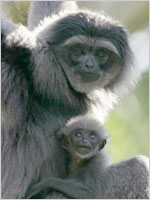 Silver gibbons. Click image to expand