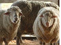 Sheep participating in the sex-study. Click image to expand.